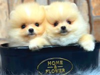 Ayı Surat pomeranian boo