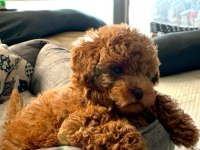 Safkan toy poodle yavru