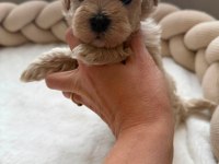 Maltipoo  Minikler