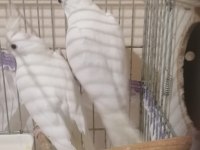 Albino sultan papağanı takımlar