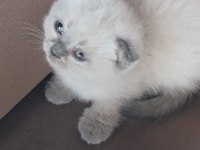 Bebek kedilerimiz yuva arıyor