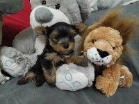 Erkek yorkshire terrier yavrular