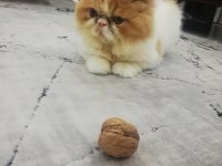 1 yaşındaki tatlı exotic shorthair kedisi