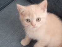 Erkek uysal eğitimleri var british shorthair