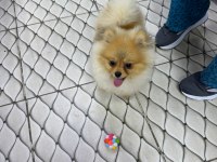 Ultra kalite orijinal pomeranian yavruları