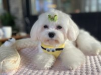 Kore Kan maltese köpeği