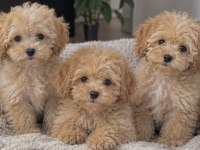 poodle ayarında maltipoo miniklerim