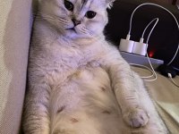 Safkan Scottish Fold Artık Bakamıyorum