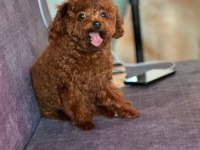 Show kalite red brown toy poodle yavrularımız