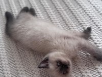 2 aylık safkan blue point british shorthair