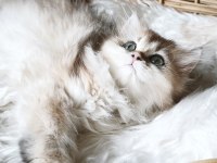 Ny25 dişi british longhair
