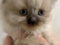 Özel bir yavru himalayan kedisi
