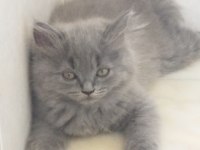 British shorthair bebelerimize yeni yuva arıyoruz