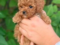 Mini toy poodle
