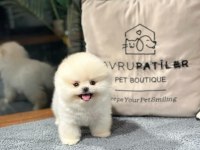 Zeki Irk Pomeranian Yavrular İçin Bizlere Ulaşın