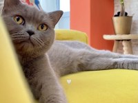 British Shorthair Yetişkin