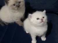DİŞİ ERKEK ORJİNAL IRK YAVRU KEDİLERİMİZ