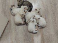 2 Aylık Yavru Kediler 5 Adet