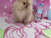 Safkan teacup ayı surat pomeranian boo yavrumuz