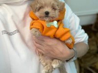 Kore maltipoo yavrularımız