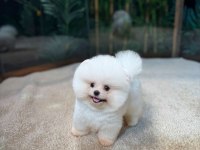 Safkan Teddy Bear Kore Pomeranian Yavrularımız