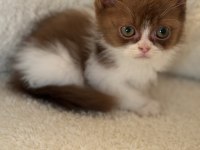 Safkan british shorthair erkek yavru