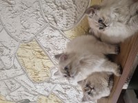 Yavru bebekler british longhair