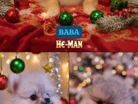 Şecereli Teacup Pomeranian Yavrularımız
