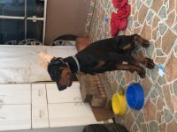 Çok akıllı dost canlısı safkan doberman
