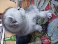 45 günlük scottish fold yavrularımıza yuva arıyoruz