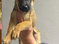 Siyah maskeli belçika kurdu bebekler