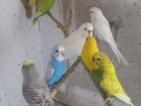 Yavru ve yetişkin muhabbet kuşları
