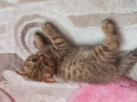 Scottish fold golden tabby