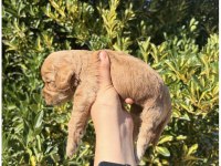 Ailenizin Yeni Dostu Maltipoo Yavrular