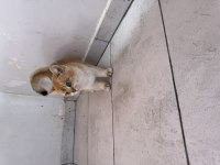 SAFKAN DÜNYALAR GÜZELİ NY12 BRITISH SHORTHAIR