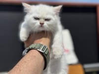 ziyarete açık beyaz mavi gözlü british shorthair 