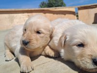 Dişi erkek golden retriever