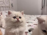Safkan British Longhair Bebekler