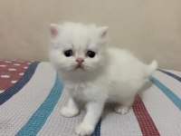 Beyaz Gold Chinchilla Yavrularımız