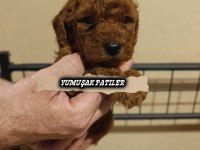 Toy Poodle Dişi İle Erkek