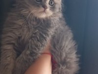 Aşırı oyuncu sevecen british longhair