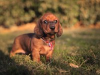 Orjinal Şecereli Dachshund Yavrular