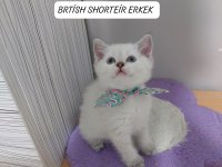 Mavi Gözlü British Shorthair Paşam Hazır