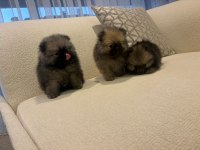 Üst Kalite Pomeranian Boo Yavrular Her İle Gönderim Var