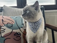 Blue Point 4 Yaşında Erkek Kedimiz
