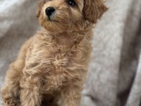 Poodle gibi maltipoo