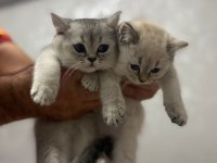 Safkan şecereli british shorthair