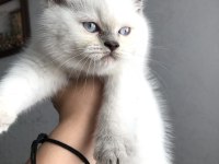 Ayı surat kaliteli british shorthair bebekler