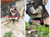 İki güzellik ilanda bir dişi bir erkek french bulldog