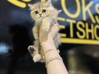 Safkan british shorthair golden yavrular